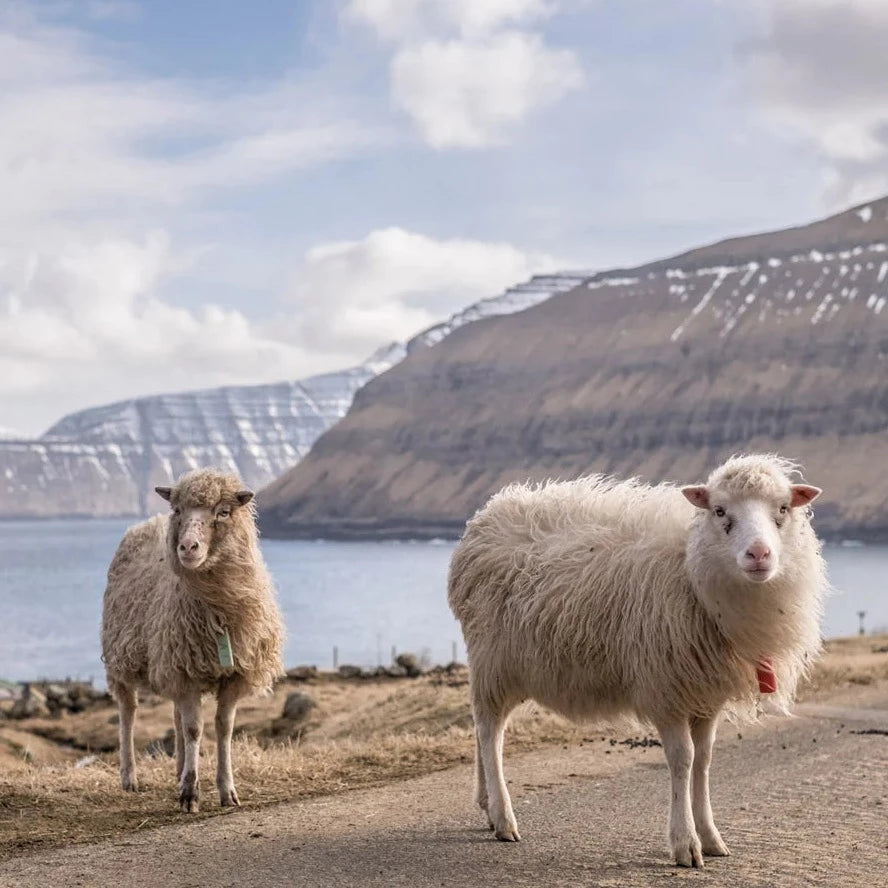 Tiger Travels: Faroe Islands, Pt 1