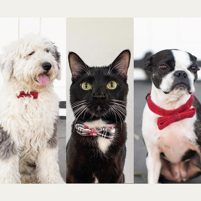 Fancy Party Bow Collars!