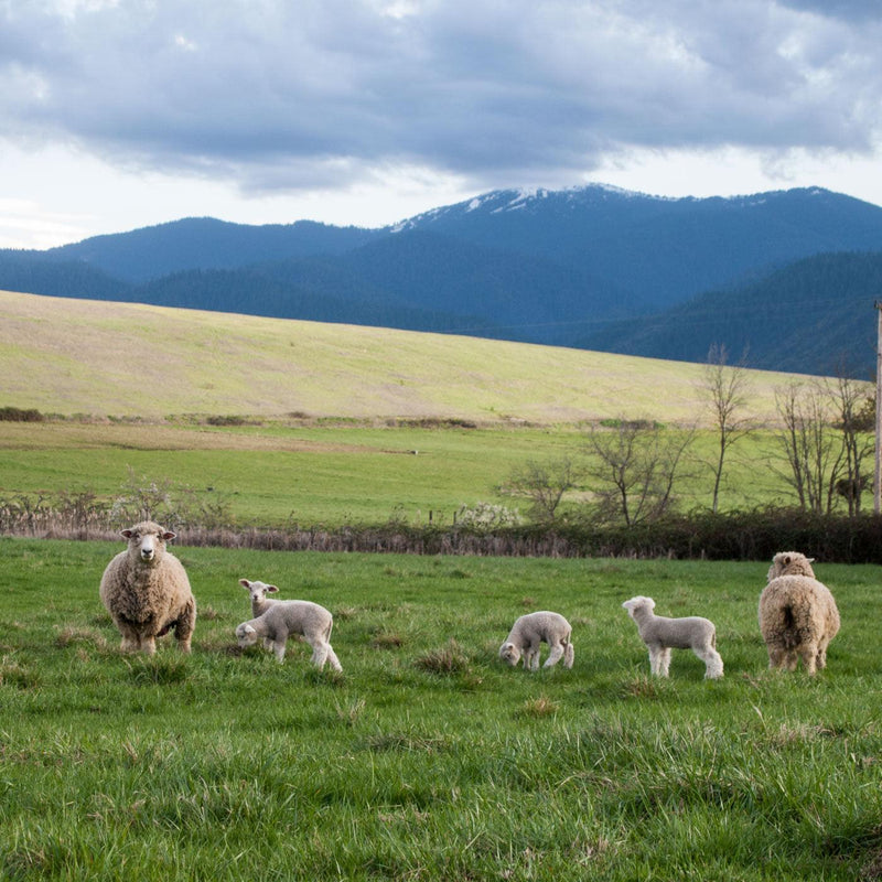 Heirloom Romney: Farmers & Sheep of Silver Cloud Farm