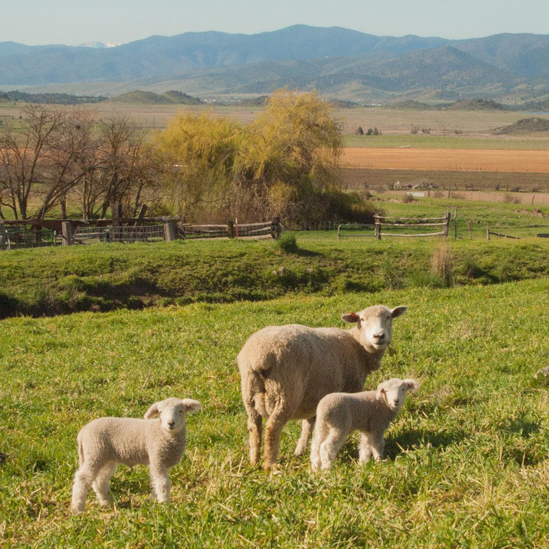 Heirloom Romney: Meet the Farmers and Sheep of Tawanda Farms