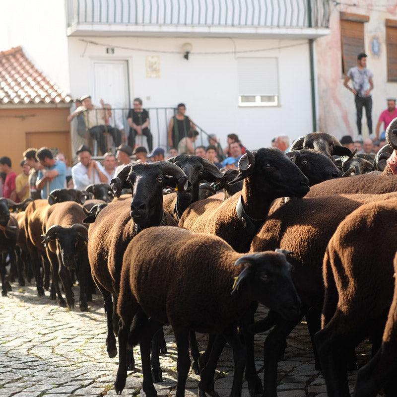 Portugal Travels pt 4: São João's Day Sheep Blessing
