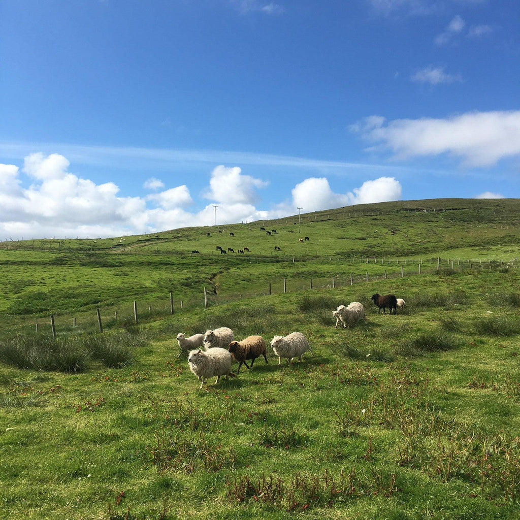 Shetland 2017: Part 3 Uradale Farm